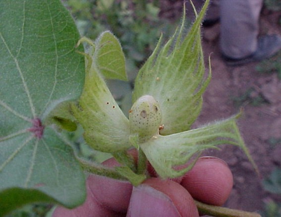 Larva attacking boll